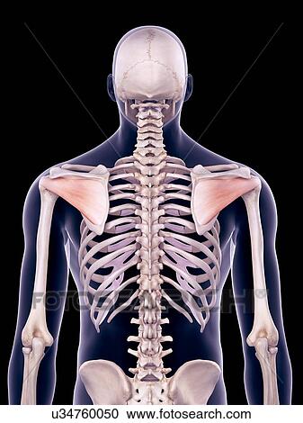 Stock Image - Back muscles, illustration. Fotosearch
