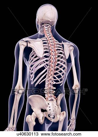 Back muscles, illustration View Large Photo Image Stock Image - Back muscles, illustration. Fotosearch