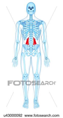 Back muscles, illustration View Large Photo Image Stock Image - Back muscles, illustration. Fotosearch