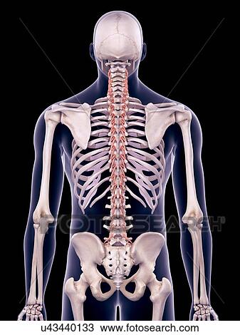 Back muscles, illustration View Large Photo Image Stock Image - Back muscles, illustration. Fotosearch