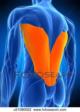 Back muscles, illustration View Large Photo Image Stock Image - Back muscles, illustration. Fotosearch