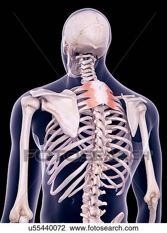 Stock Image - Back muscles, illustration. Fotosearch