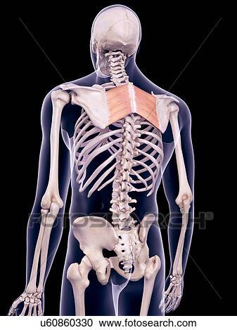 Back muscles, illustration View Large Photo Image Stock Image - Back muscles, illustration. Fotosearch