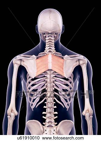 Back muscles, illustration View Large Photo Image Stock Image - Back muscles, illustration. Fotosearch