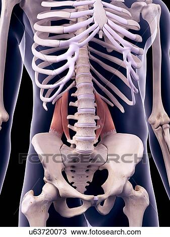 Back muscles, illustration View Large Photo Image Stock Image - Back muscles, illustration. Fotosearch