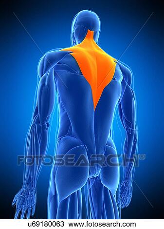 Stock Image - Back muscles, illustration. Fotosearch