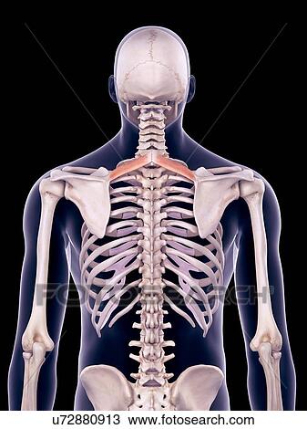 Stock Image - Back muscles, illustration. Fotosearch