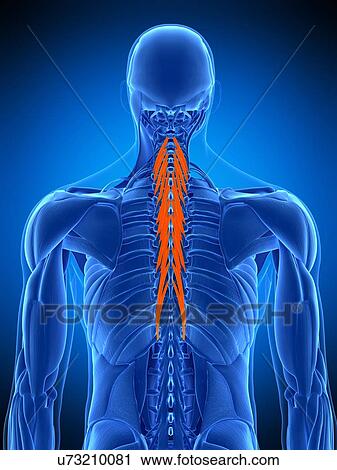 Stock Image - Back muscles, illustration. Fotosearch