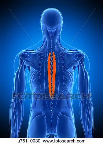 Back muscles, illustration View Large Photo Image Stock Image - Back muscles, illustration. Fotosearch