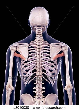 Back muscles, illustration View Large Photo Image Stock Image - Back muscles, illustration. Fotosearch