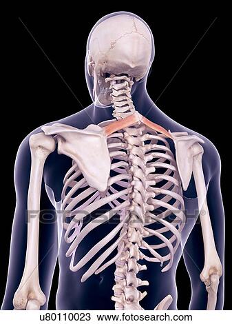 Stock Image - Back muscles, illustration. Fotosearch