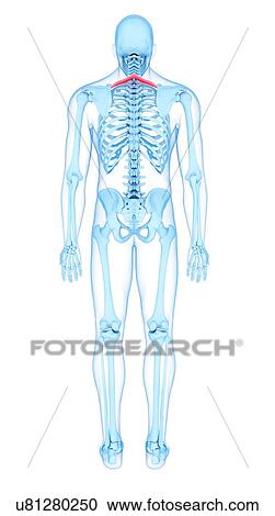 Back muscles, illustration View Large Photo Image Stock Image - Back muscles, illustration. Fotosearch