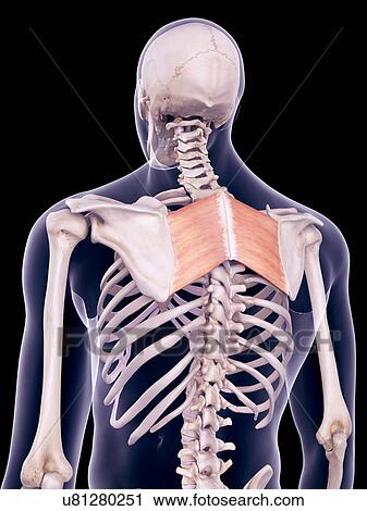 Stock Image - Back muscles, illustration. Fotosearch