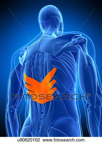 Stock Image - Back muscles, illustration. Fotosearch