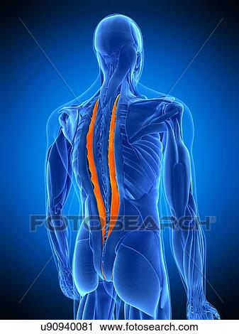 Stock Image - Back muscles, illustration. Fotosearch