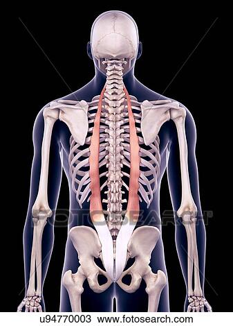 Stock Image - Back muscles, illustration. Fotosearch