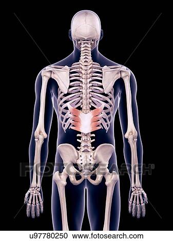 Stock Image - Back muscles, illustration. Fotosearch