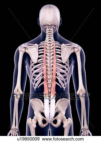 Back muscles, illustration View Large Photo Image Stock Photo - Back muscles, illustration. Fotosearch
