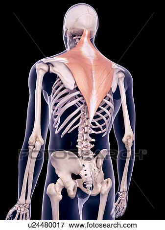 Stock Photo - Back muscles, illustration. Fotosearch