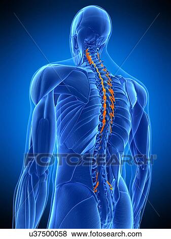 Stock Photo - Back muscles, illustration. Fotosearch