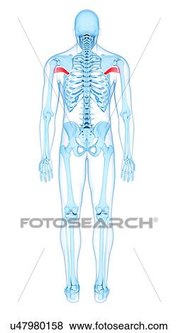 Back muscles, illustration View Large Photo Image Stock Photo - Back muscles, illustration. Fotosearch