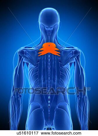 Stock Photo - Back muscles, illustration. Fotosearch