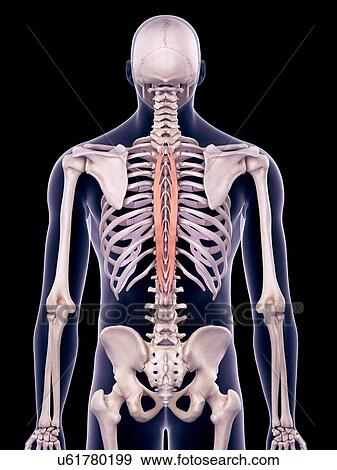 Stock Photo - Back muscles, illustration. Fotosearch