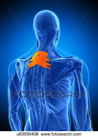 Stock Photo - Back muscles, illustration. Fotosearch