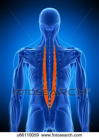 Stock Photo - Back muscles, illustration. Fotosearch