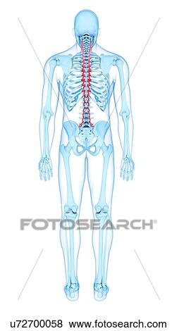 Stock Photo - Back muscles, illustration. Fotosearch