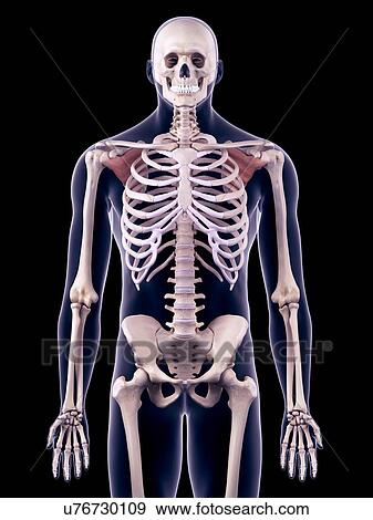 Back muscles, illustration View Large Photo Image Stock Photo - Back muscles, illustration. Fotosearch