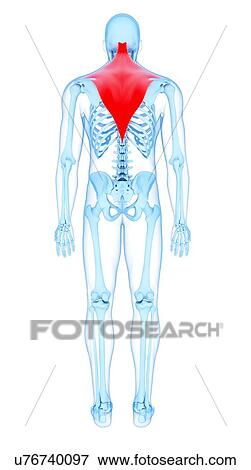 Stock Photo - Back muscles, illustration. Fotosearch