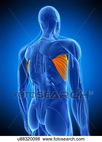 Stock Photo - Back muscles, illustration. Fotosearch