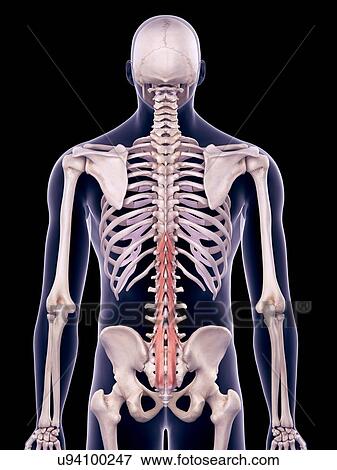Stock Photo - Back muscles, illustration. Fotosearch