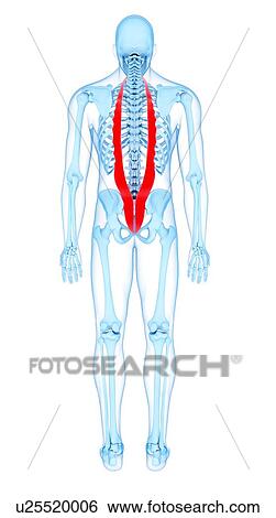 Stock Photograph - Back muscles, illustration. Fotosearch