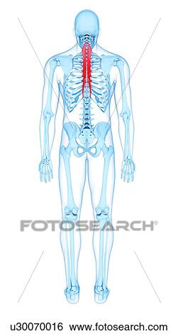 Stock Photograph - Back muscles, illustration. Fotosearch