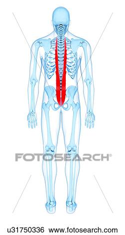 Back muscles, illustration View Large Photo Image Stock Photograph - Back muscles, illustration. Fotosearch
