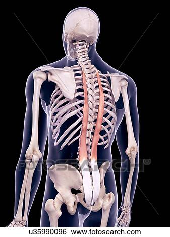 Stock Photograph - Back muscles, illustration. Fotosearch