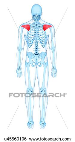 Back muscles, illustration View Large Photo Image Stock Photograph - Back muscles, illustration. Fotosearch