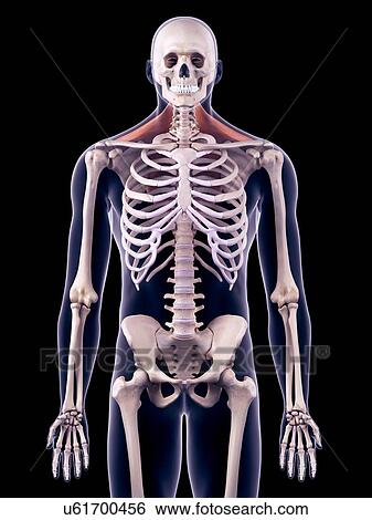 Stock Photograph - Back muscles, illustration. Fotosearch