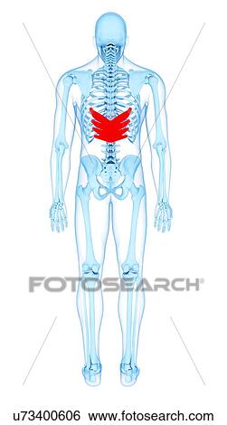 Stock Photograph - Back muscles, illustration. Fotosearch
