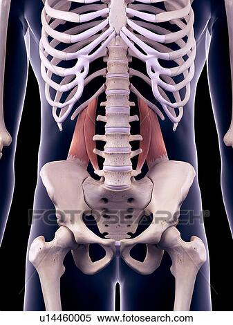 Back muscles, illustration View Large Photo Image Stock Photography - Back muscles, illustration. Fotosearch