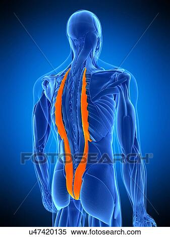 Stock Photography - Back muscles, illustration. Fotosearch