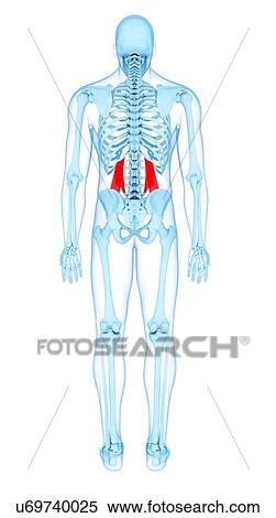 Back muscles, illustration View Large Photo Image Stock Photography - Back muscles, illustration. Fotosearch