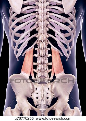 Stock Photography - Back muscles, illustration. Fotosearch