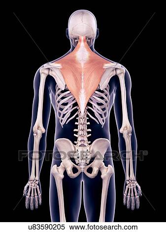 Stock Photography - Back muscles, illustration. Fotosearch