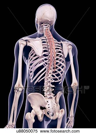 Stock Photography - Back muscles, illustration. Fotosearch