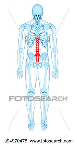 Back muscles, illustration View Large Photo Image Stock Photography - Back muscles, illustration. Fotosearch