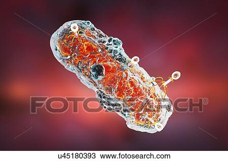 Bacteriophages infecting bacterium, illustration View Large Photo Image Stock Image - Bacteriophages infecting bacterium, illustration. Fotosearch