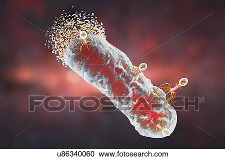 Bacteriophages infecting bacterium, illustration View Large Photo Image Stock Image - Bacteriophages infecting bacterium, illustration. Fotosearch
